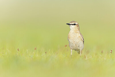 BUITEN BEELD Foto: 437866