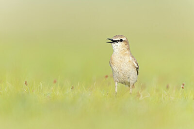 BUITEN BEELD Foto: 437867