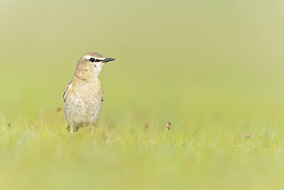 BUITEN BEELD Foto: 437868