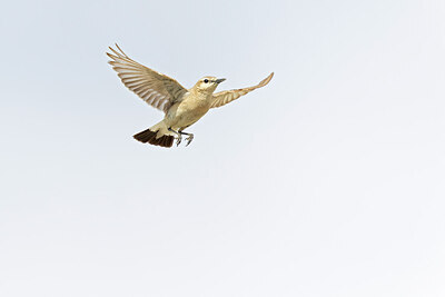 BUITEN BEELD Foto: 437873