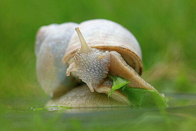 BUITEN BEELD Foto: 437882