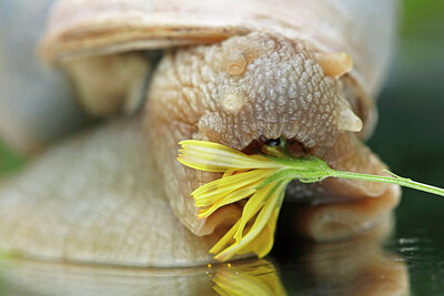 BUITEN BEELD Foto: 437883