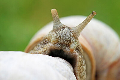 BUITEN BEELD Foto: 437890
