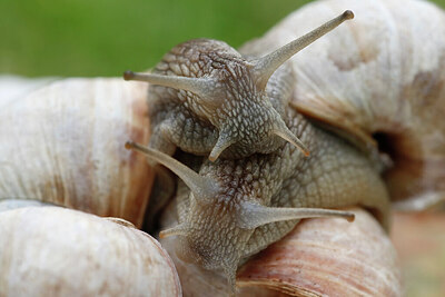 BUITEN BEELD Foto: 437891
