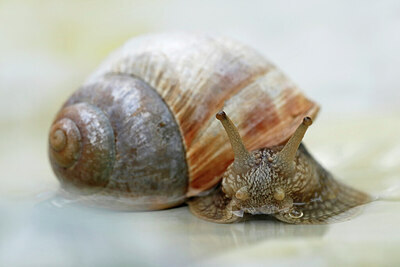 BUITEN BEELD Foto: 437893