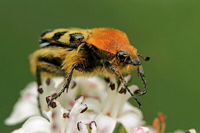 BUITEN BEELD Foto: 437897