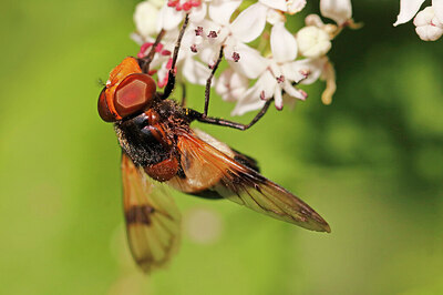BUITEN BEELD Foto: 437898