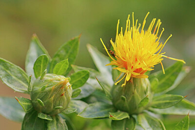 BUITEN BEELD Foto: 437900