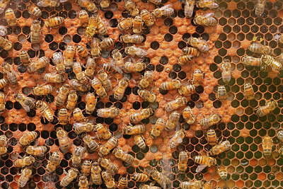 BUITEN BEELD Foto: 437901