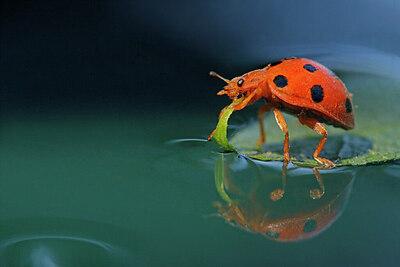 BUITEN BEELD Foto: 437904