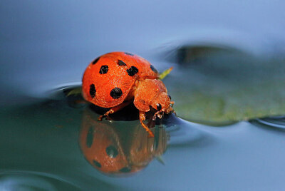 BUITEN BEELD Foto: 437905