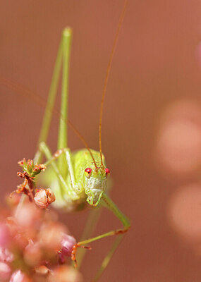 BUITEN BEELD Foto: 437911