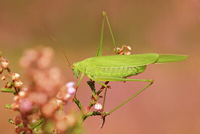 BUITEN BEELD Foto: 437912