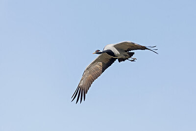 BUITEN BEELD Foto: 437925