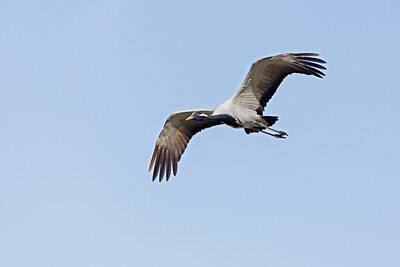 BUITEN BEELD Foto: 437926