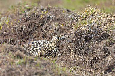 BUITEN BEELD Foto: 437929