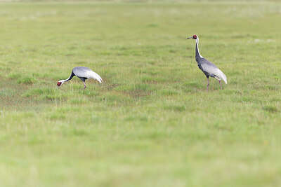 BUITEN BEELD Foto: 437930