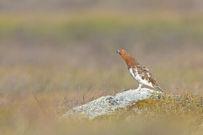 BUITEN BEELD Foto: 437936