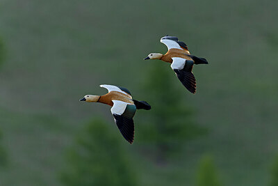 BUITEN BEELD Foto: 437949