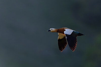 BUITEN BEELD Foto: 437951