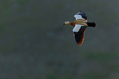 BUITEN BEELD Foto: 437952