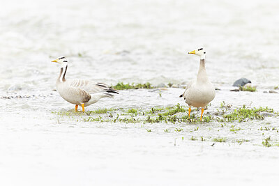 BUITEN BEELD Foto: 437956