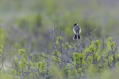 BUITEN BEELD Foto: 437960