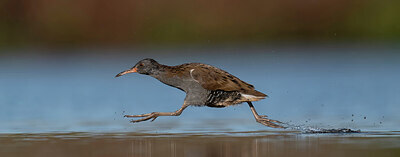 BUITEN BEELD Foto: 437968