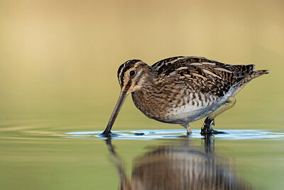BUITEN BEELD Foto: 437972