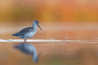 BUITEN BEELD Foto: 437973