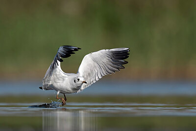 BUITEN BEELD Foto: 437974