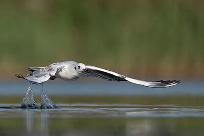 BUITEN BEELD Foto: 437975