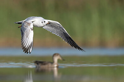 BUITEN BEELD Foto: 437976