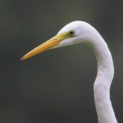 BUITEN BEELD Foto: 437983