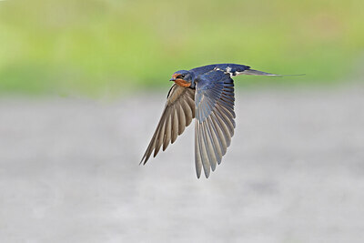 BUITEN BEELD Foto: 437984