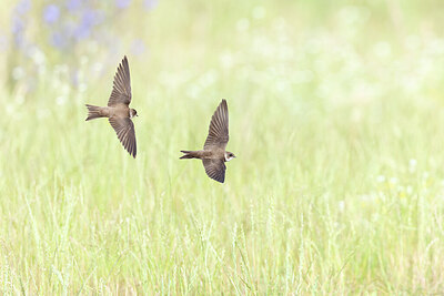 BUITEN BEELD Foto: 437986