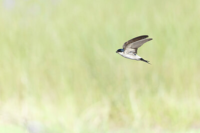 BUITEN BEELD Foto: 437988
