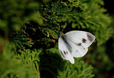 BUITEN BEELD Foto: 437990