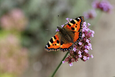 BUITEN BEELD Foto: 437992
