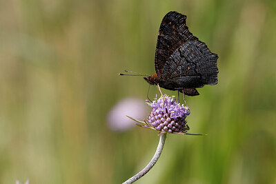 BUITEN BEELD Foto: 438000