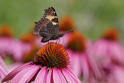 BUITEN BEELD Foto: 438002