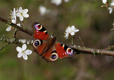 BUITEN BEELD Foto: 438003