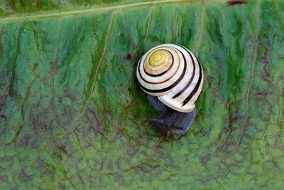 BUITEN BEELD Foto: 438006