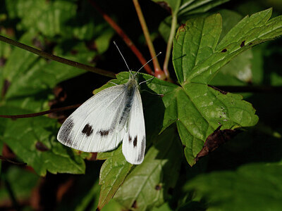 BUITEN BEELD Foto: 438007