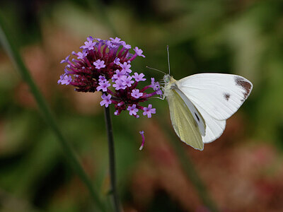 BUITEN BEELD Foto: 438008