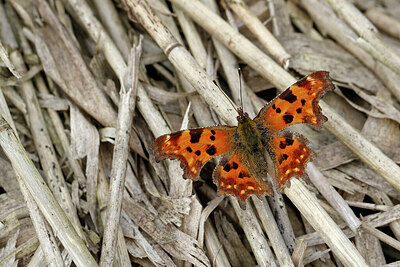 BUITEN BEELD Foto: 438011