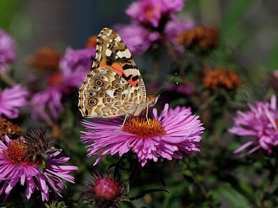 BUITEN BEELD Foto: 438012