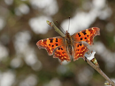 BUITEN BEELD Foto: 438015