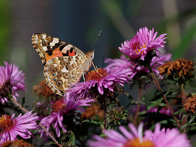 BUITEN BEELD Foto: 438016