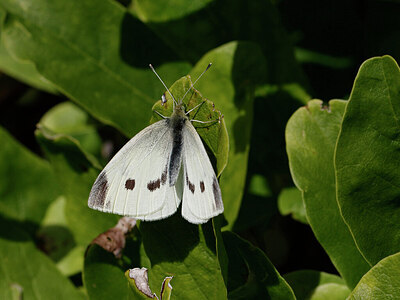BUITEN BEELD Foto: 438018